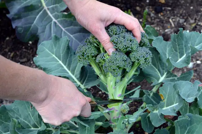 5 Broccoli Growing Tips for a Big Harvest