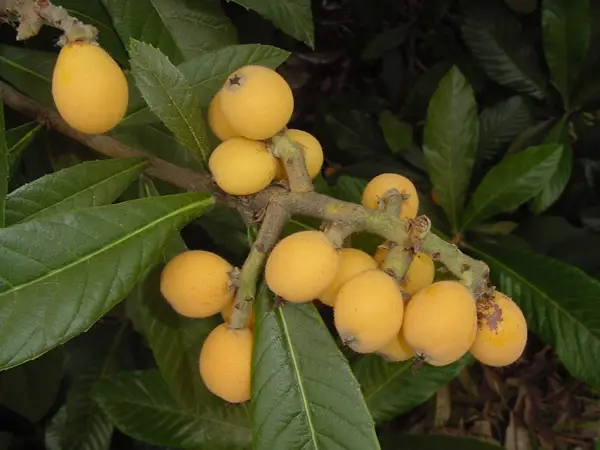 How to Grow Loquat Trees