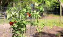 5 Ways to Stake Tomatoes for a Bountiful Tomato Harvest