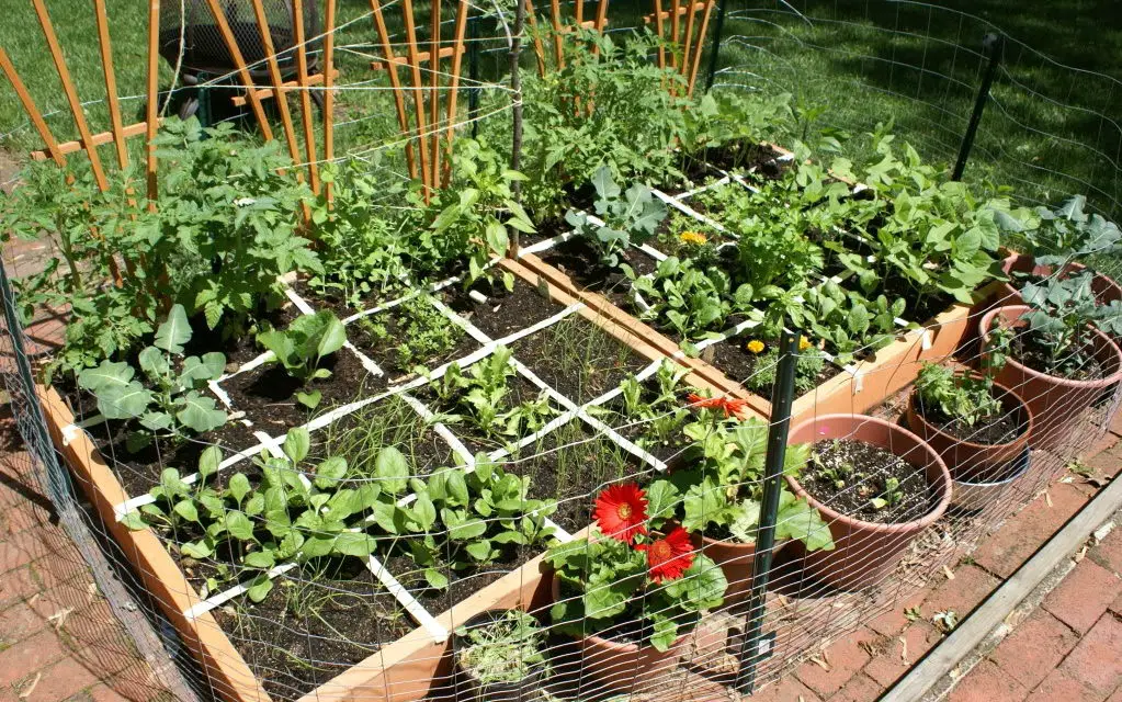 Organic Gardening Techniques for a Healthy Garden