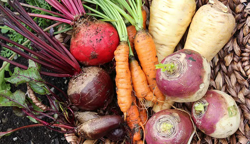 12 Quick Growing Vegetables That You Can Harvest in Under 60 Days