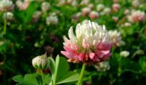 How to Grow Alsike Clover Plants