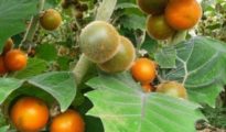 How to Grow Naranjilla Fruit