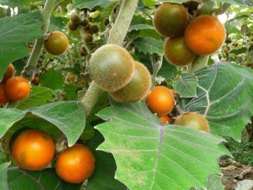 How to Grow Naranjilla Fruit