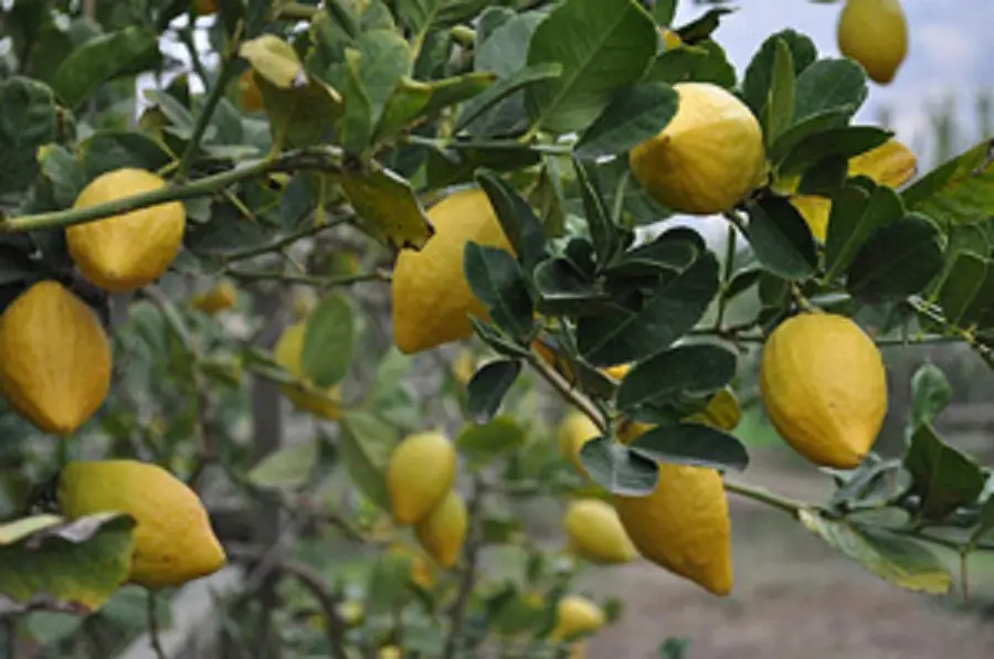 How to Grow Etrog Citron