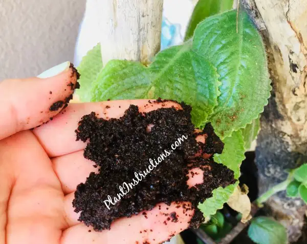 How to Compost Using Coffee Grounds