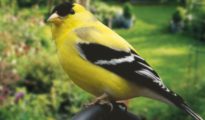 How to Attract Songbirds to Your Garden