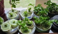 10 Water Regrown Veggies You Can Grow Right Now