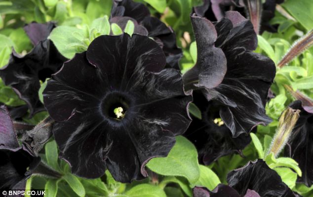 10 Black Flowers That Will Add Drama To Your Garden