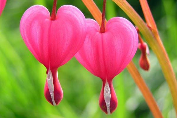 How to Grow Bleeding Heart Flowers