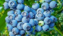 How to Grow a Huge Blueberry Harvest
