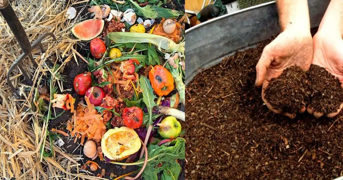 What Can You Compost – A Simple Guide to Composting
