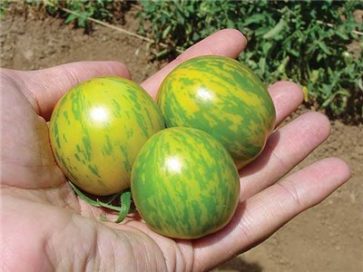 green zebra tomato turning red green zebra tomato turning red