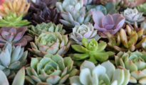 Caring for Succulents in Humid Climates: A Comprehensive Guide