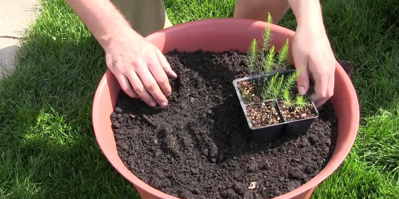 How to Grow Asparagus in a Container