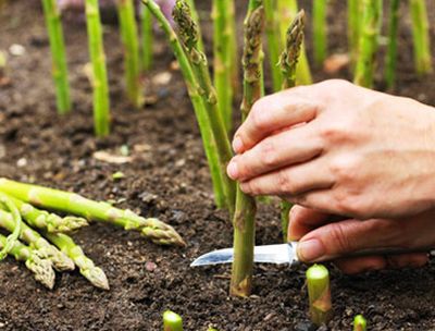 How to Grow Asparagus in a Pot