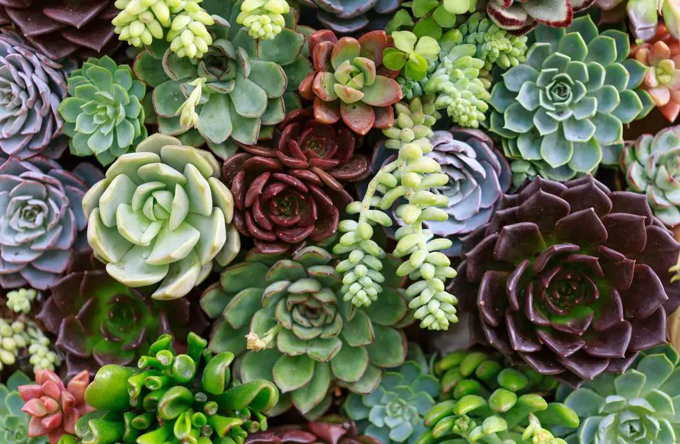 How to Plant Succulents in Containers