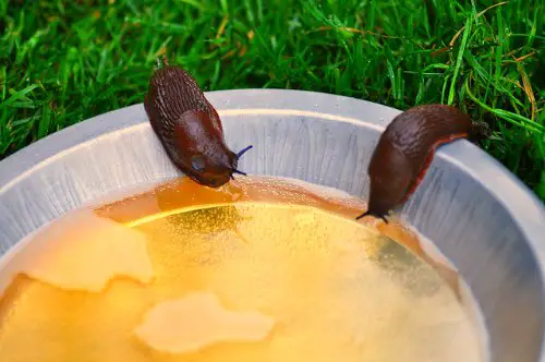 5 Ways to Get Rid of Slugs in The Garden