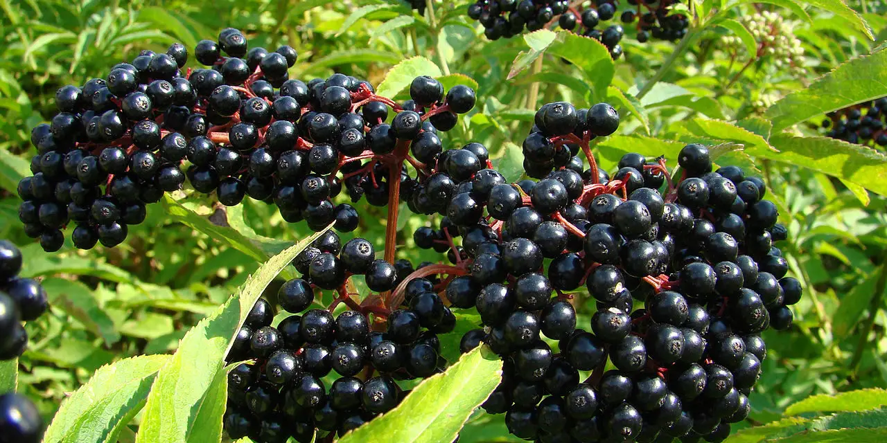 Top 7 Elderberry Varieties You Can Grow In Your Backyard