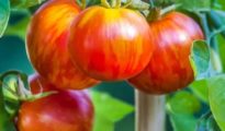 10 Best Tomato Varieties to Grow