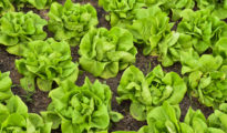 How to Grow Butter Lettuce