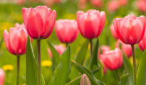 How to Plant Tulip Bulbs