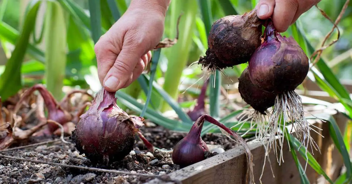 How to Grow Red Onions