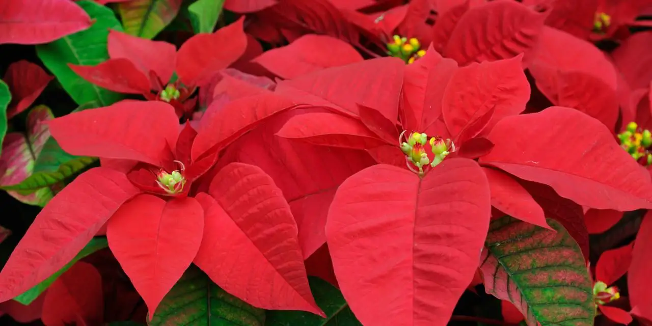 How to Care For Poinsettia