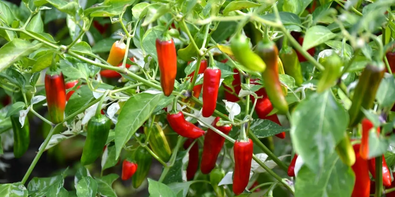 How to Grow Serrano Peppers