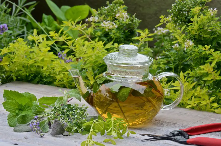 How to Grow a Tea Garden
