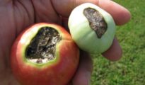 What is Blossom End Rot & How to Control It