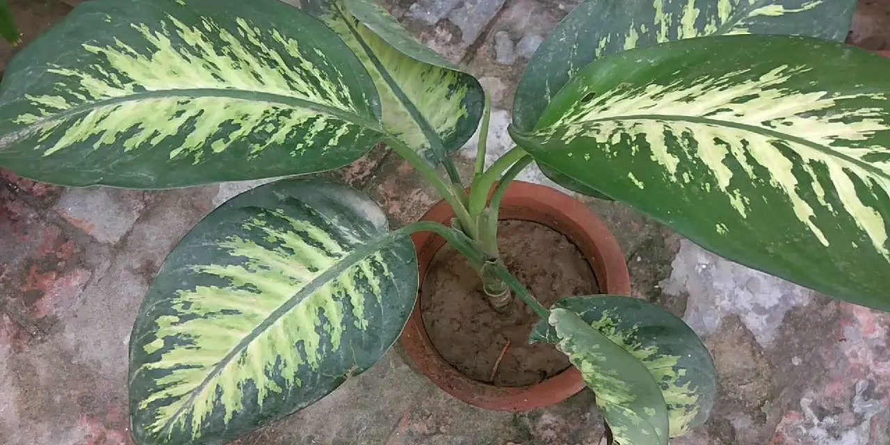 How to Care for Dumb Cane Plants