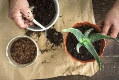 How to Re-Pot Aloe Plants