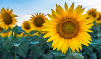 6 Tips for Growing Sunflowers