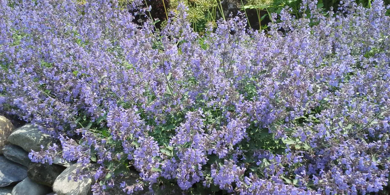 How to Grow Catmint