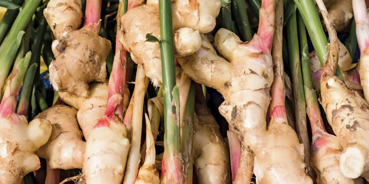 What is a Rhizome?