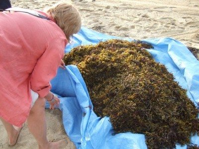 DIY Seaweed Fertilizer