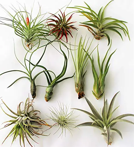 How to Water Air Plants The Right Way