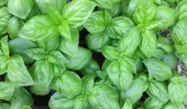 What is Genovese Basil & How to Grow It