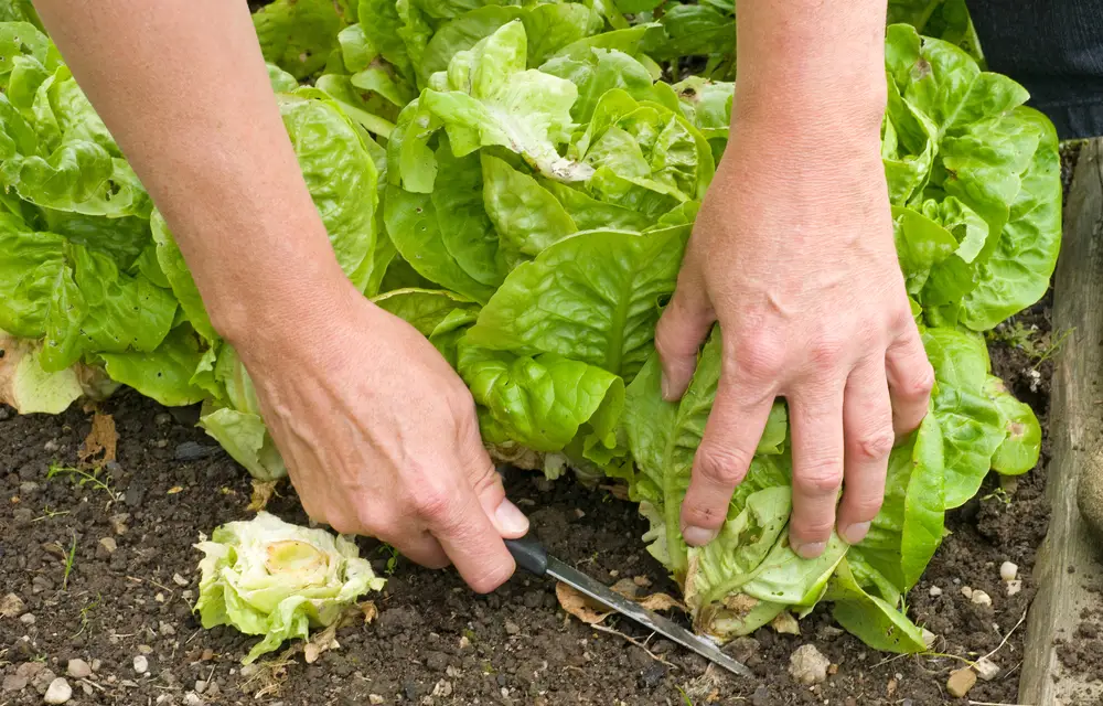 When to Harvest Lettuce & How to Do it Correctly