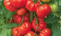 How to Grow Italian Heirloom Tomatoes