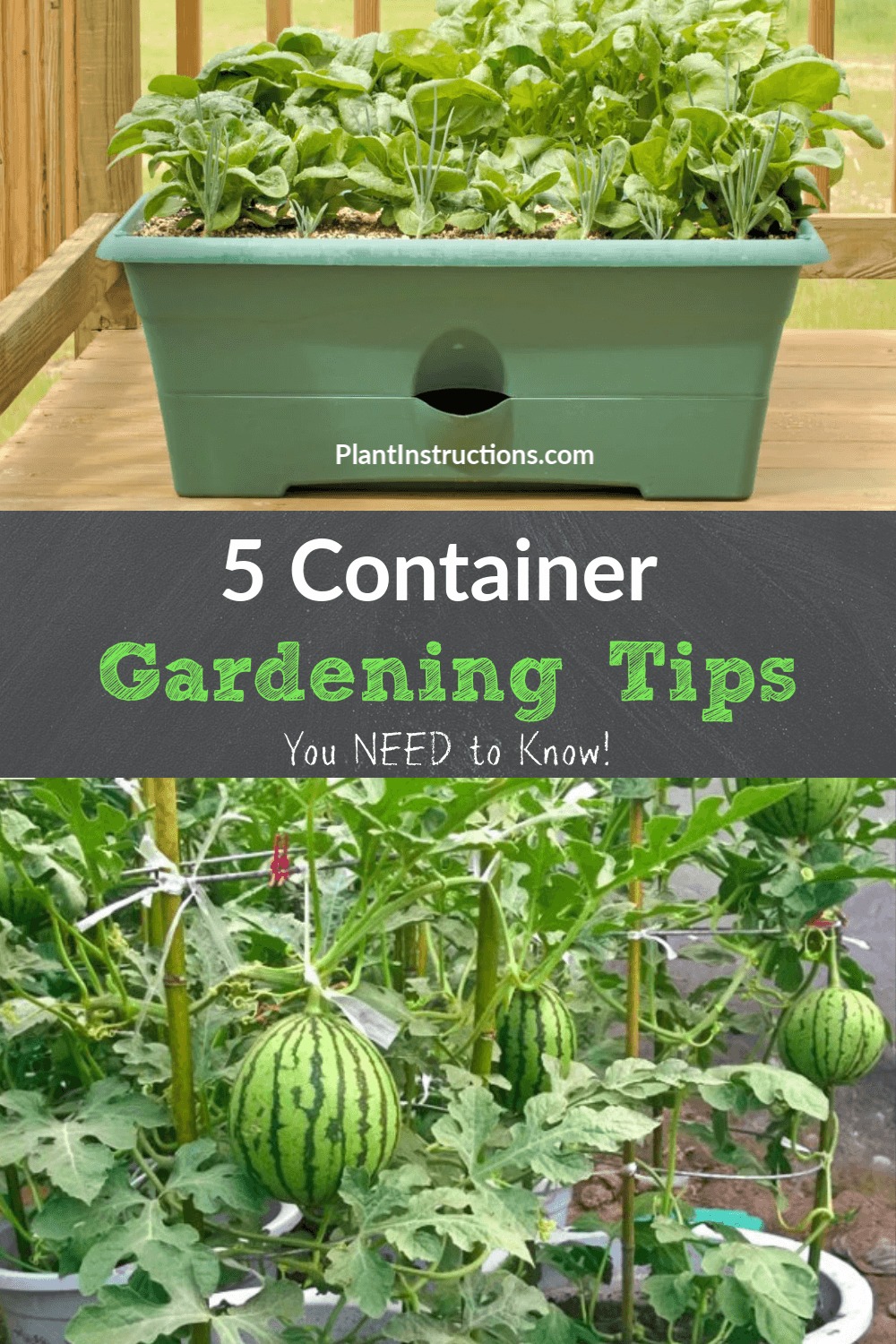 5 Container Gardening Tips - Plant Instructions