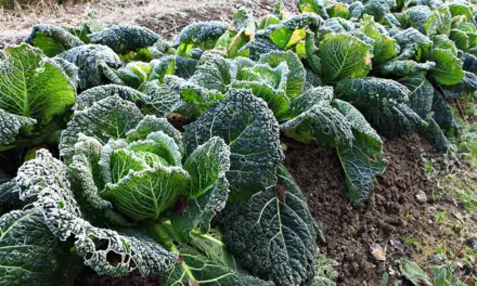 14 Vegetables to Grow in Winter