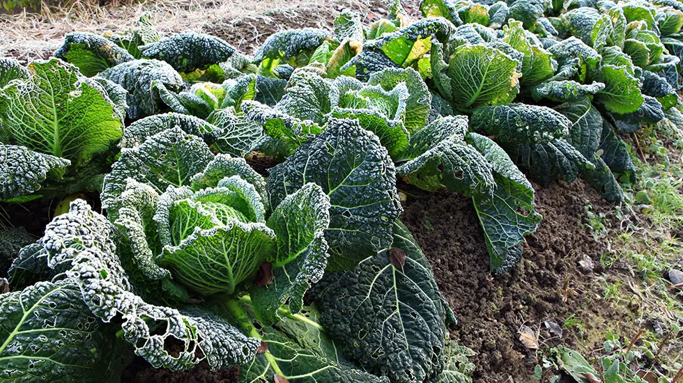 14 Vegetables to Grow in Winter