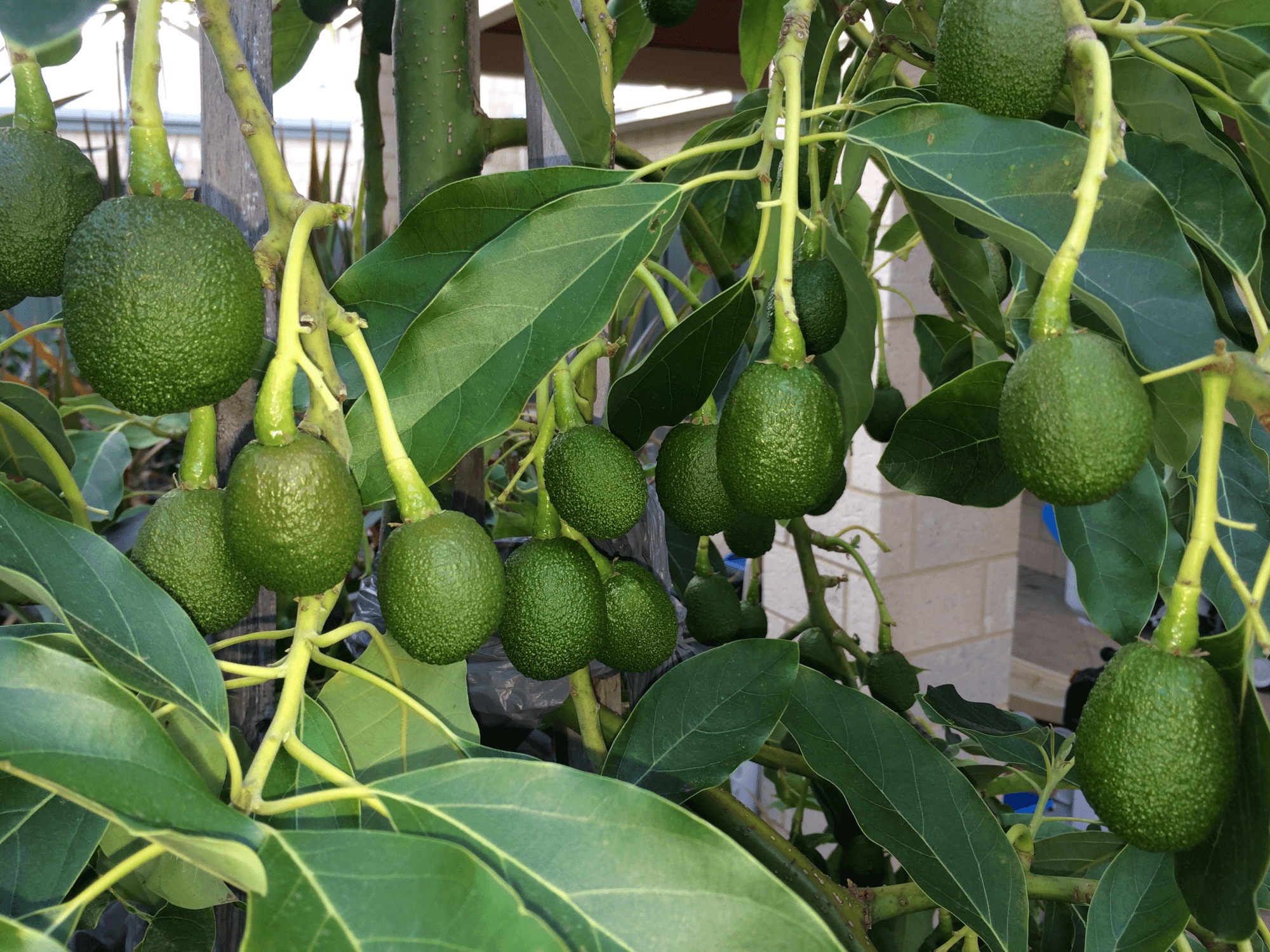 Growing An Avocado Tree That Bears Fruit / Alligator Pear Growing ...