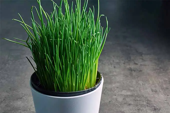 How to Grow Chives From Cuttings