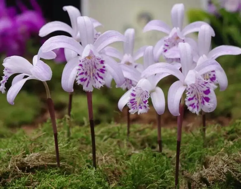 How to Grow Orchids Outdoors