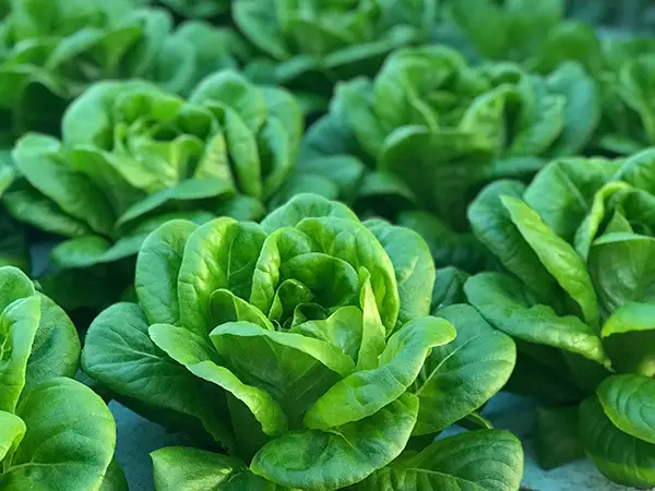 Salanova Lettuce: What is it & How to Grow It