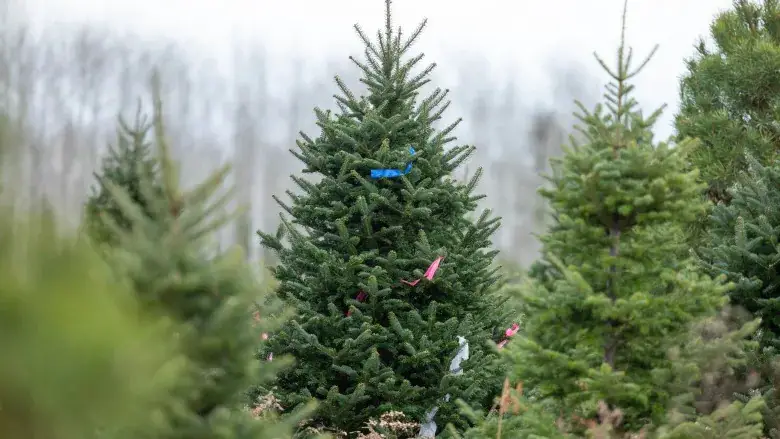 A Guide to Buying Real Christmas Trees: Top 10 Trees