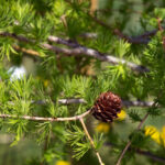 How to Grow Larch From Seed
